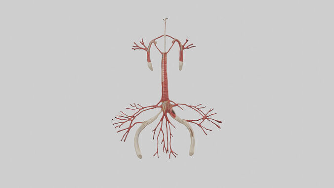 Human Common Iliac Arteries Model Low-poly 3D model