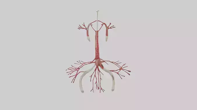 Human Common Iliac Arteries Model