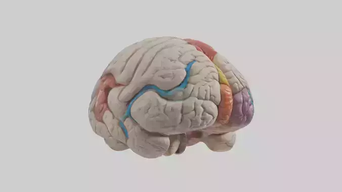 Human Corpus Callosum Model