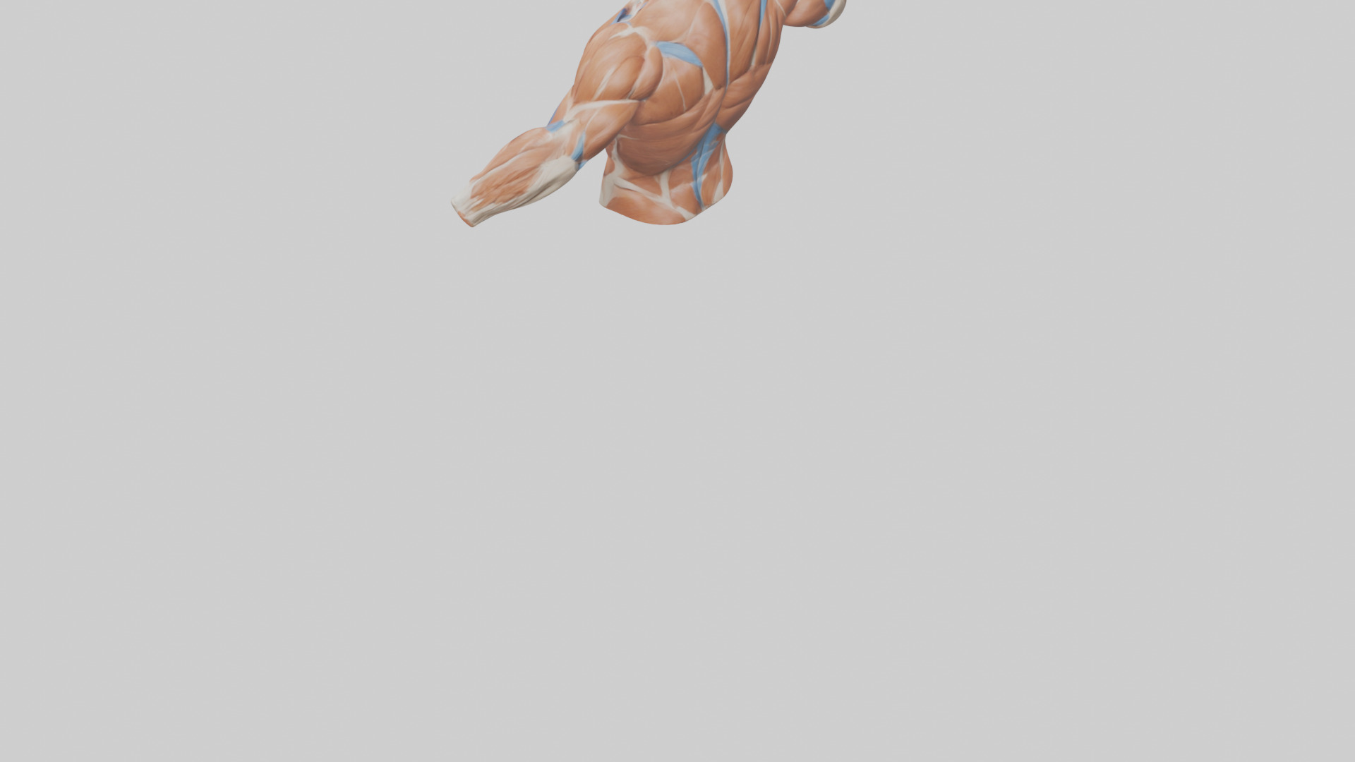 Human Deltoid Muscle Model Low-poly 3D model_5