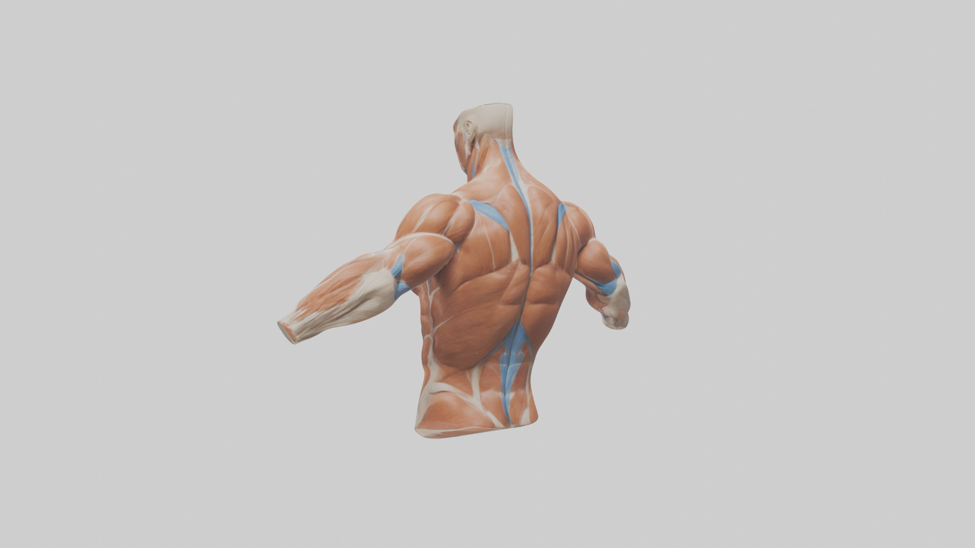 Human Deltoid Muscle Model Low-poly 3D model_3