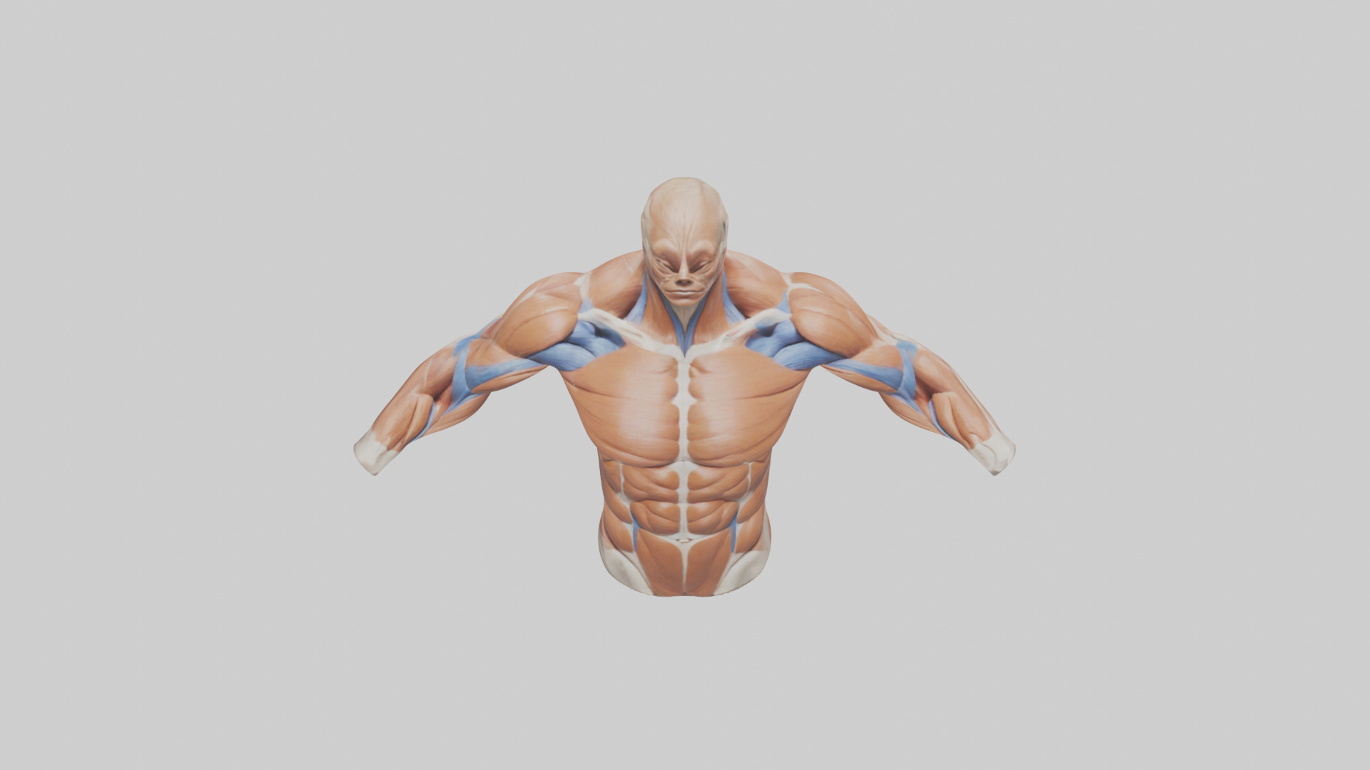 Human Deltoid Muscle Model Low-poly 3D model_16
