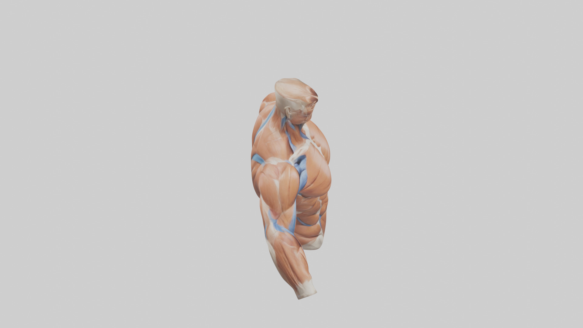 Human Deltoid Muscle Model Low-poly 3D model_18