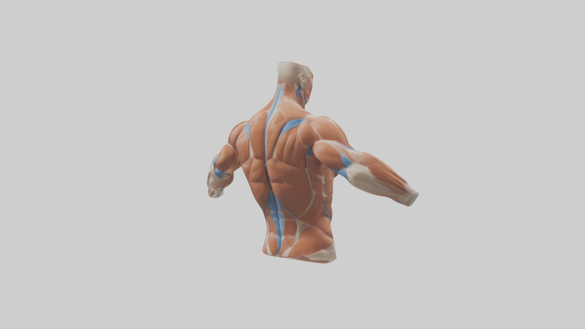 Human Deltoid Muscle Model Low-poly 3D model_4