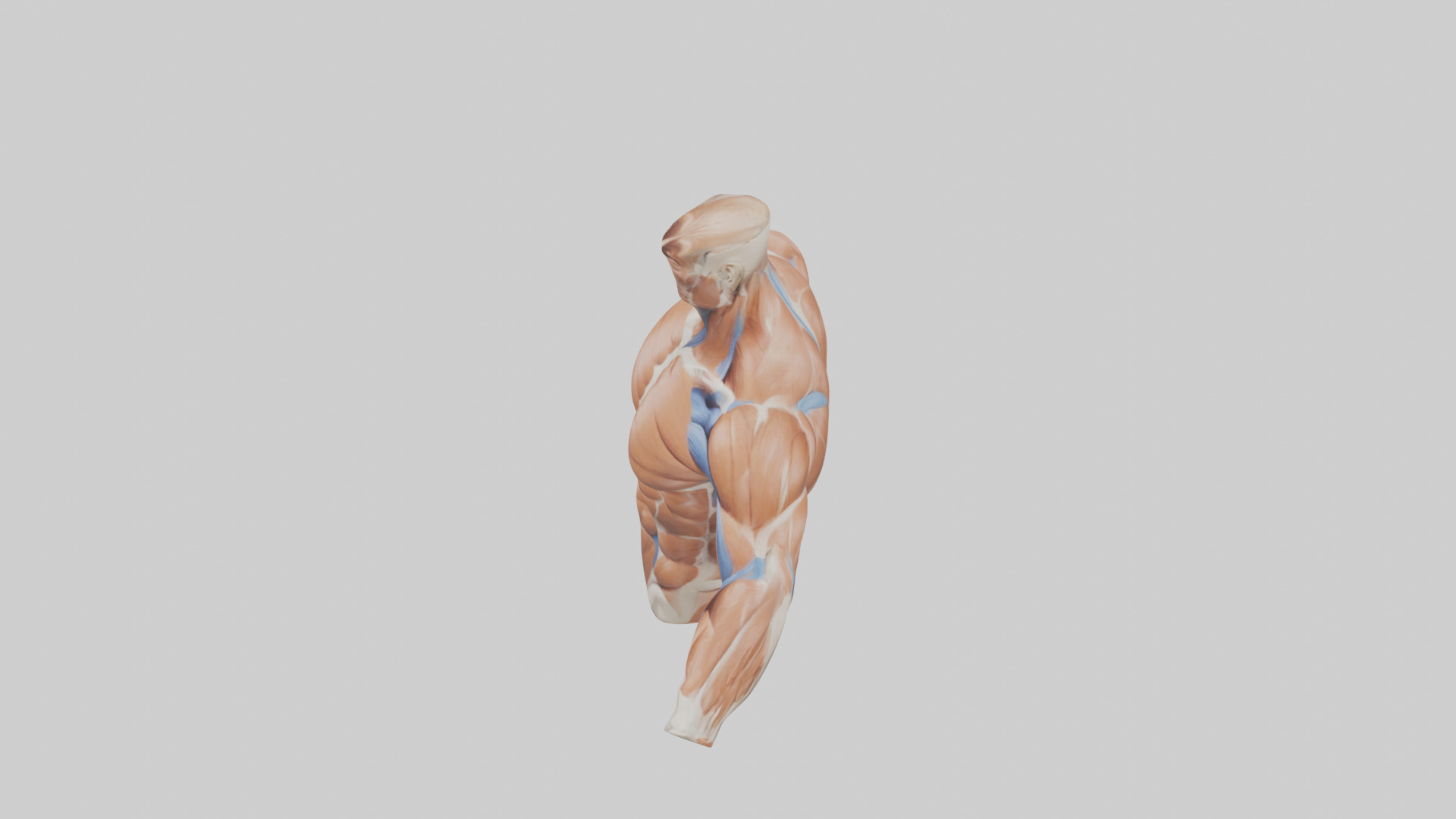 Human Deltoid Muscle Model Low-poly 3D model_17
