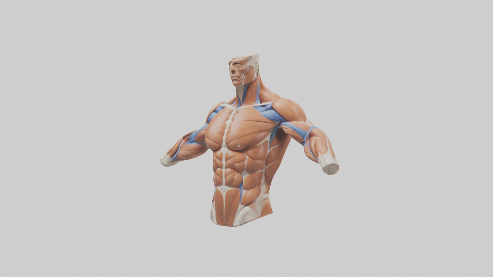 Human Deltoid Muscle Model Low-poly 3D model_10