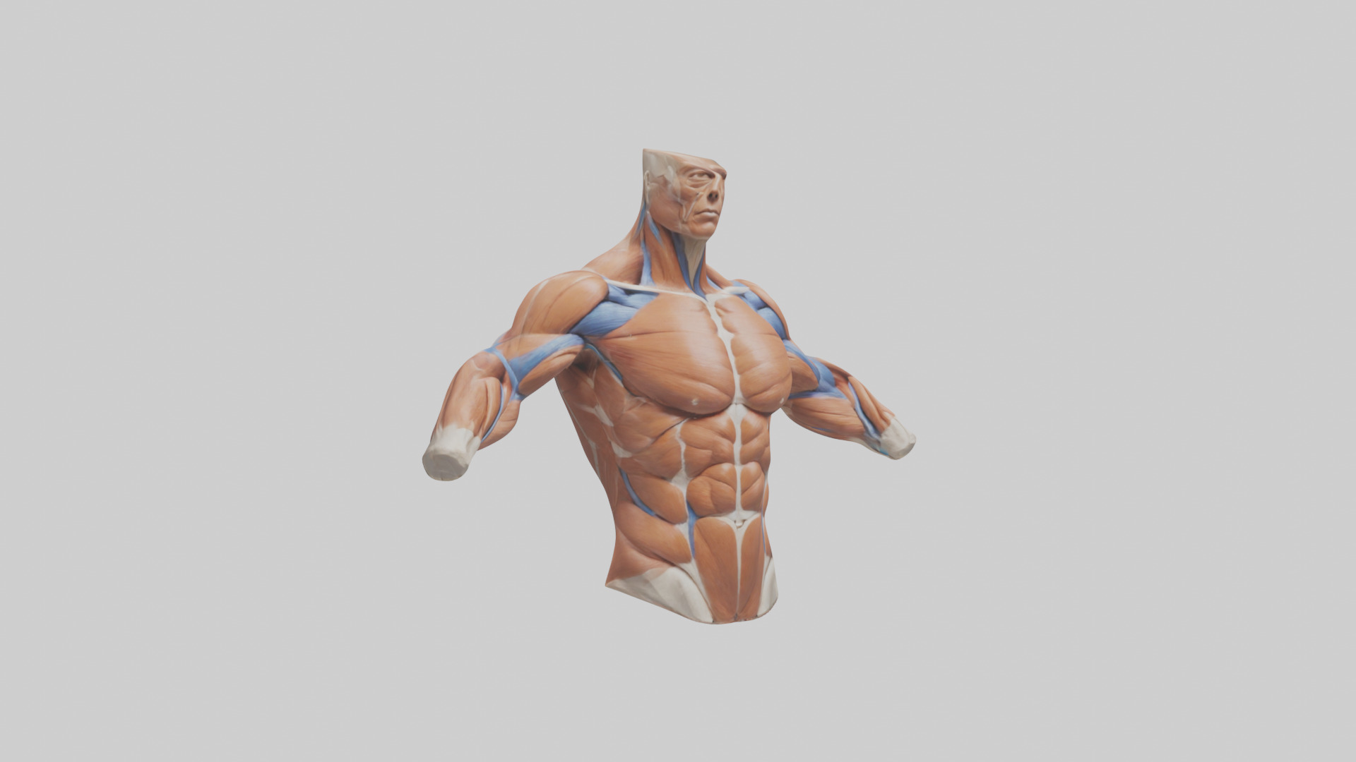Human Deltoid Muscle Model Low-poly 3D model_9