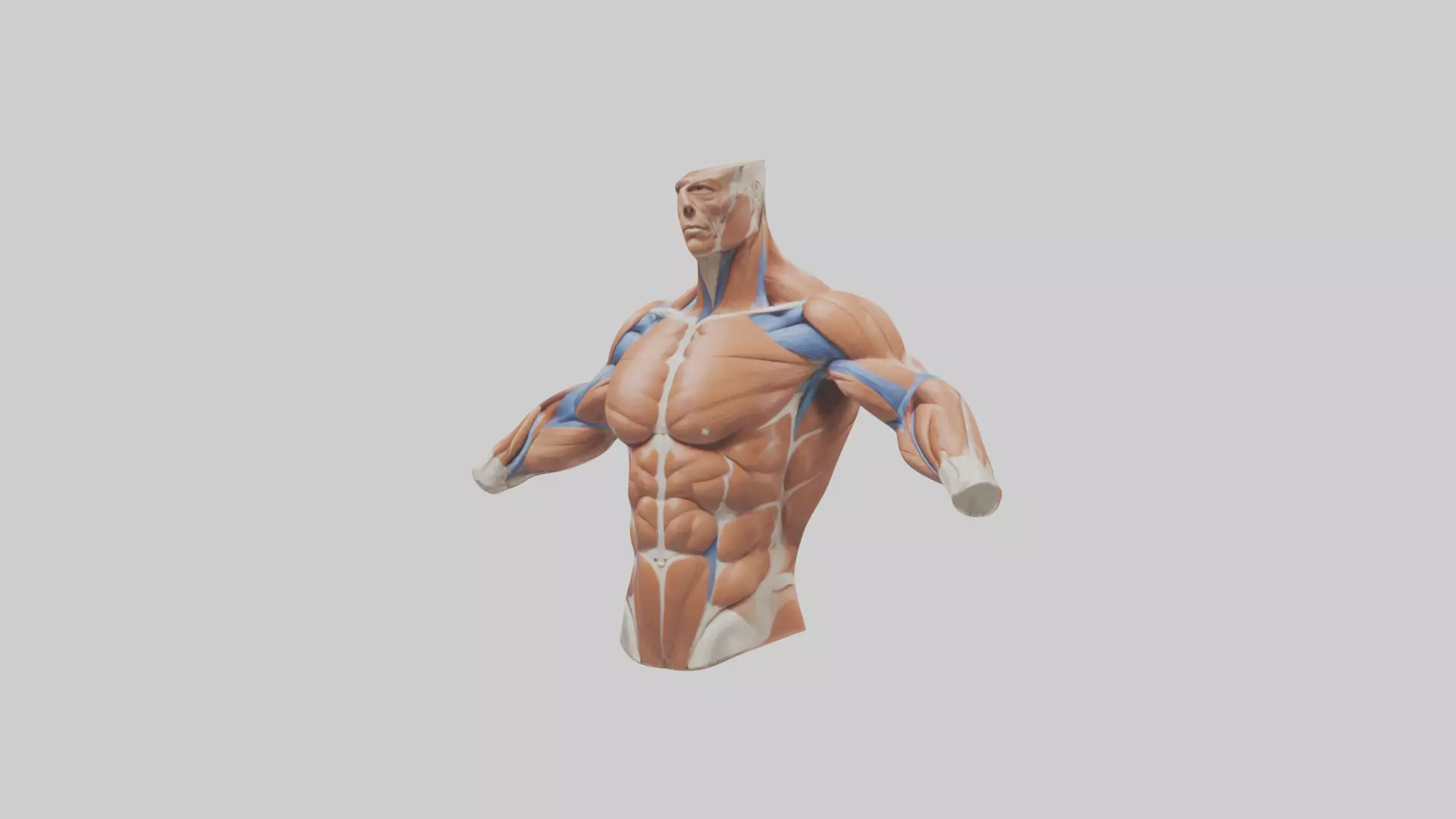 Human Deltoid Muscle Model Low-poly 3D model_0