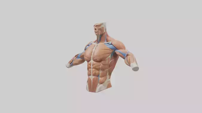 Human Deltoid Muscle Model Low-poly 3D model