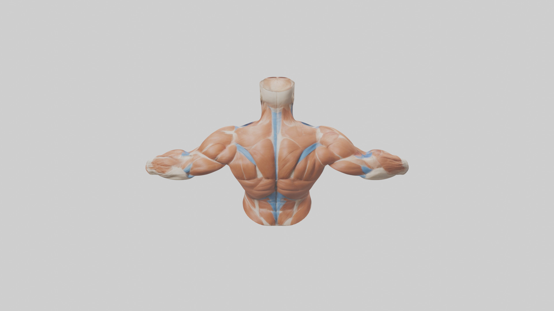 Human Deltoid Muscle Model Low-poly 3D model_15