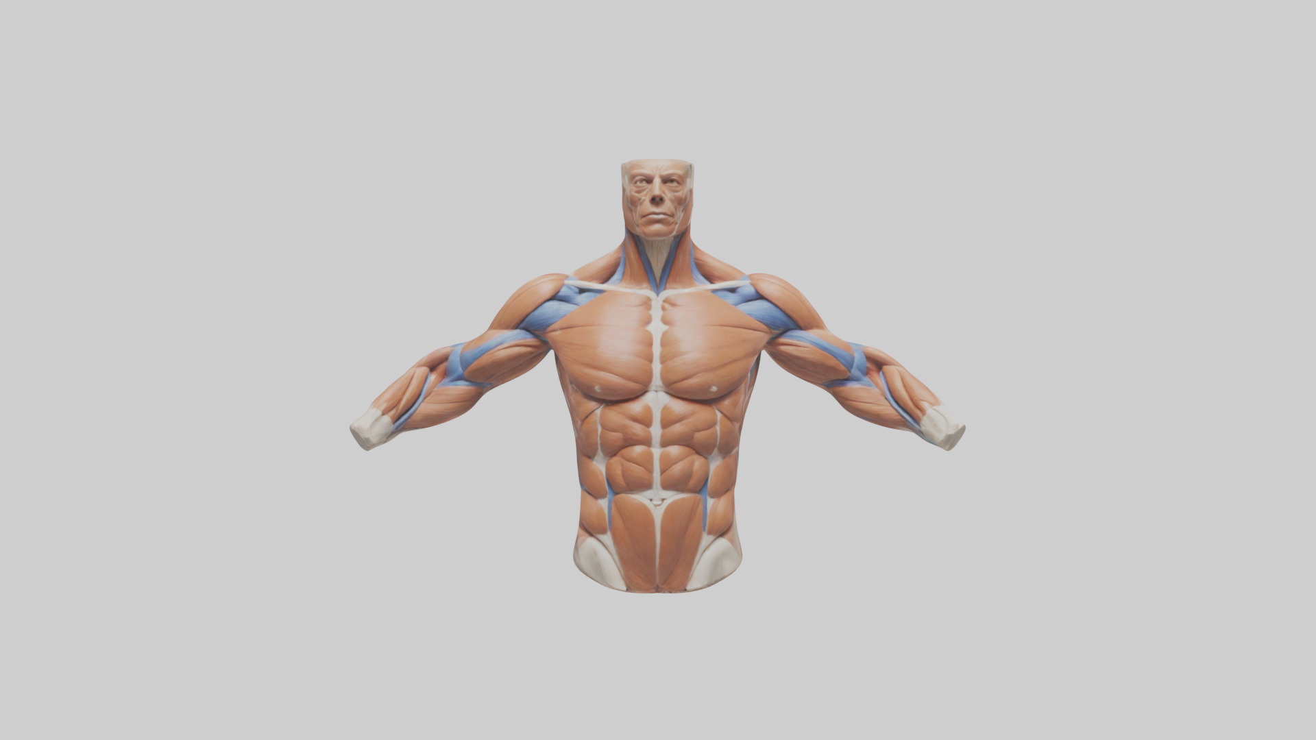 Human Deltoid Muscle Model Low-poly 3D model_1