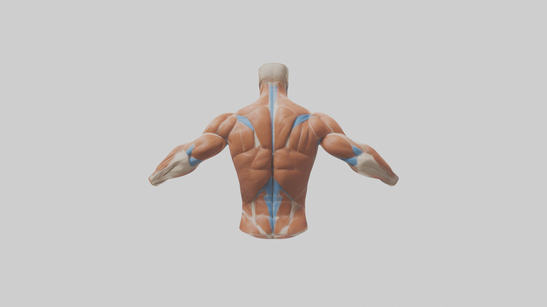 Human Deltoid Muscle Model Low-poly 3D model_2