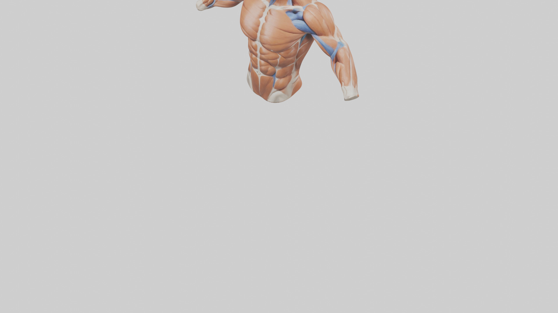 Human Deltoid Muscle Model Low-poly 3D model_7