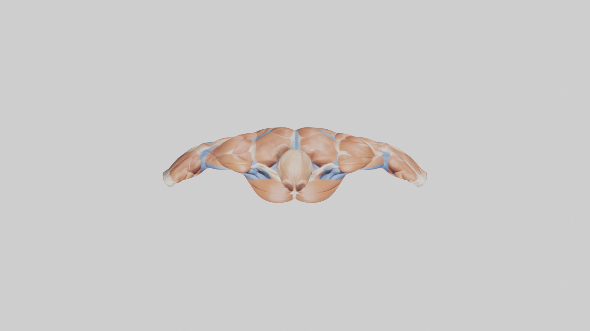 Human Deltoid Muscle Model Low-poly 3D model_14