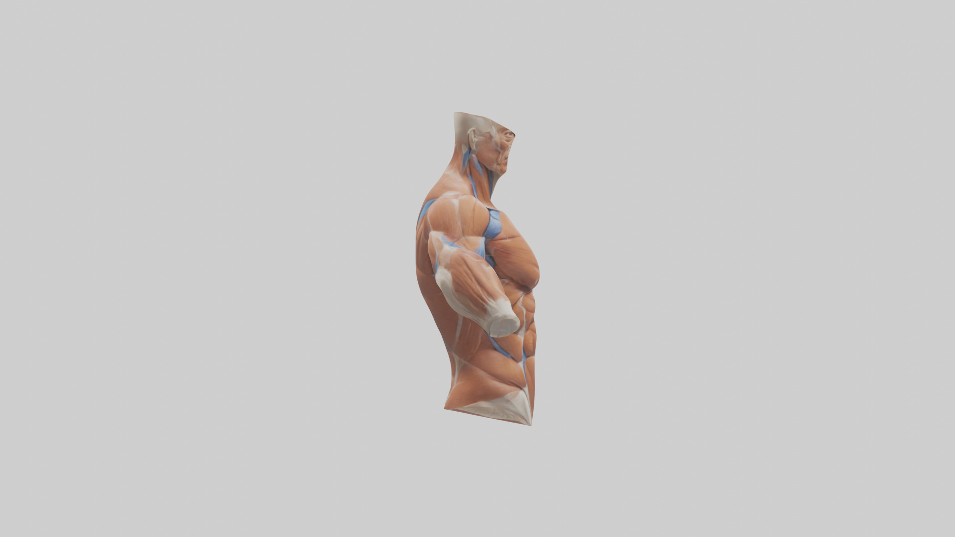 Human Deltoid Muscle Model Low-poly 3D model_13