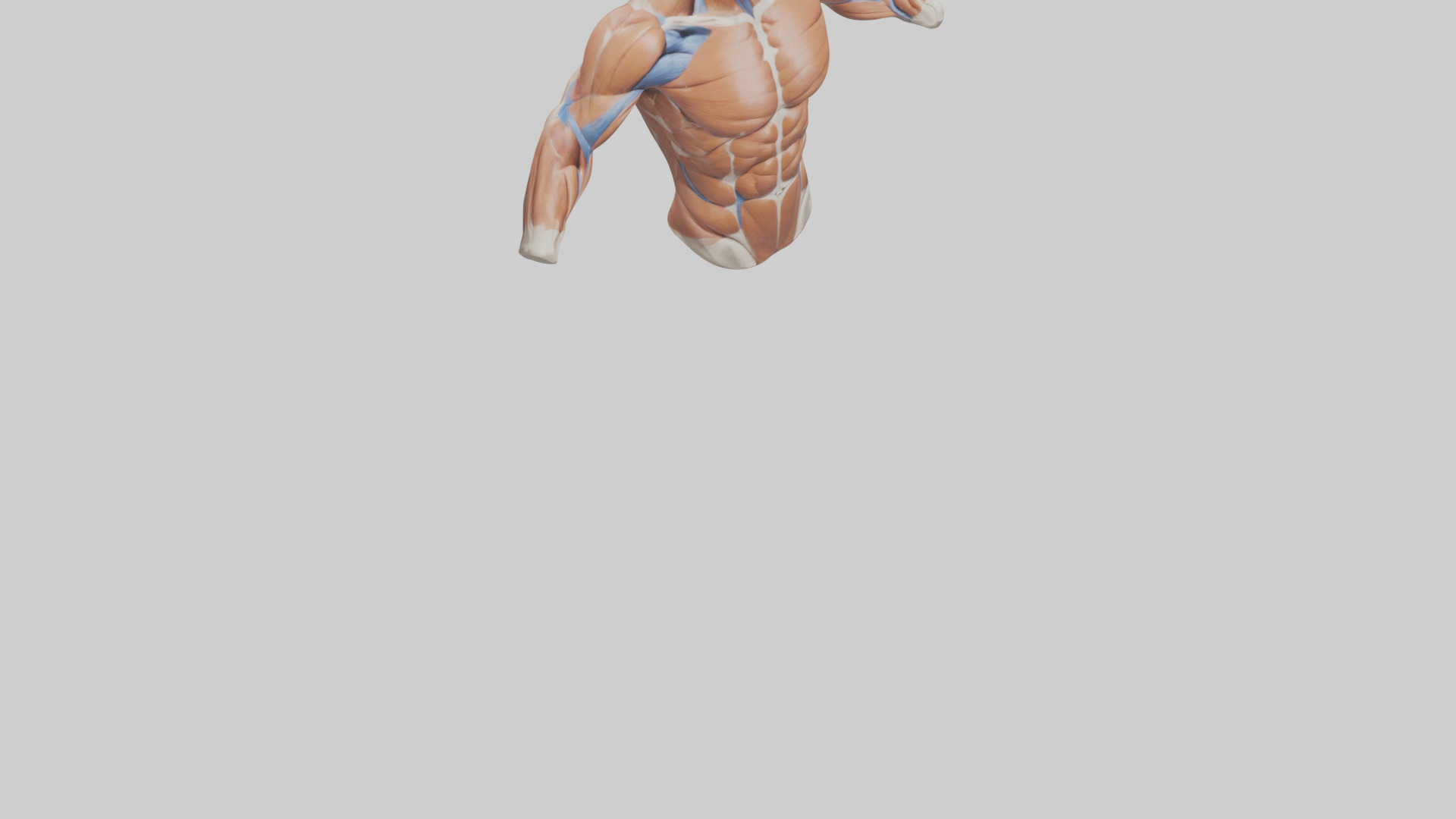 Human Deltoid Muscle Model Low-poly 3D model_8
