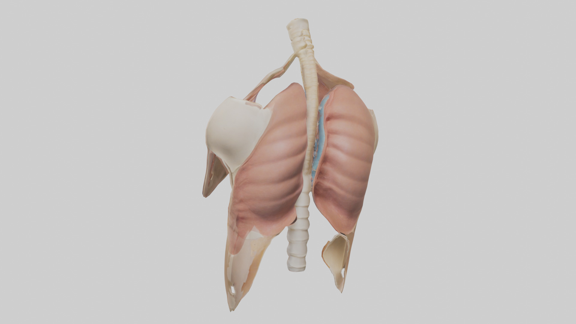 Human Diaphragm Model Low-poly 3D model_1
