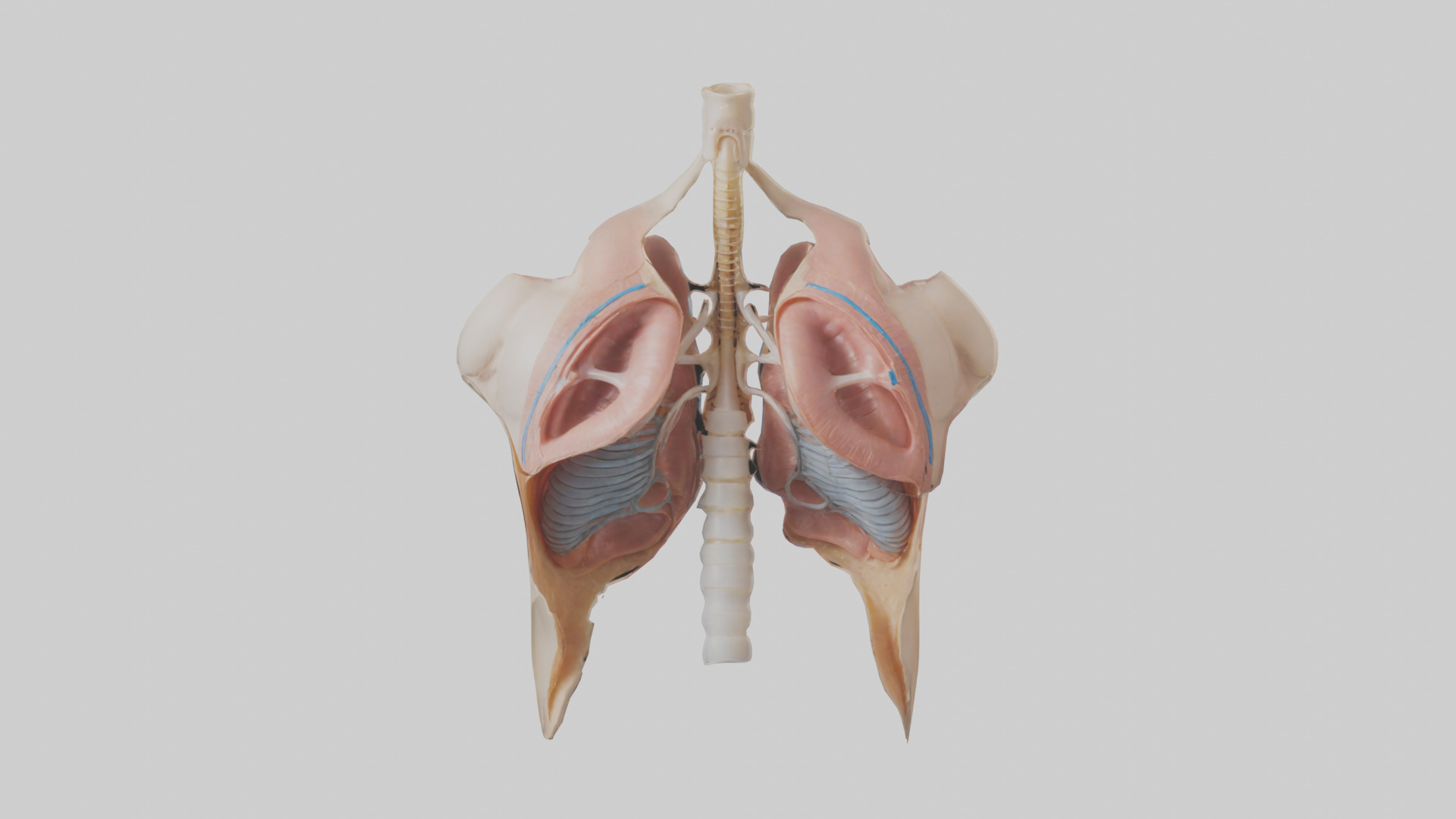 Human Diaphragm Model Low-poly 3D model_9