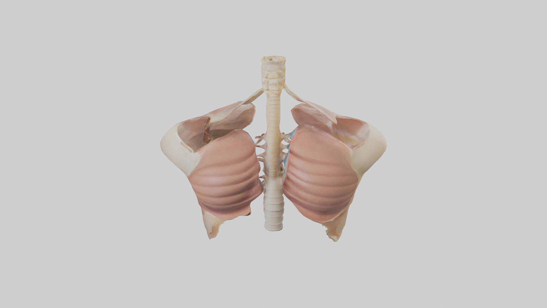 Human Diaphragm Model Low-poly 3D model_15