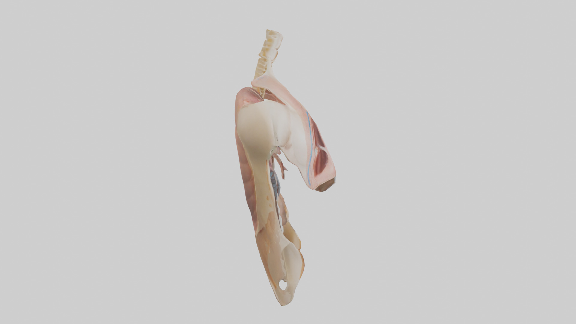 Human Diaphragm Model Low-poly 3D model_13