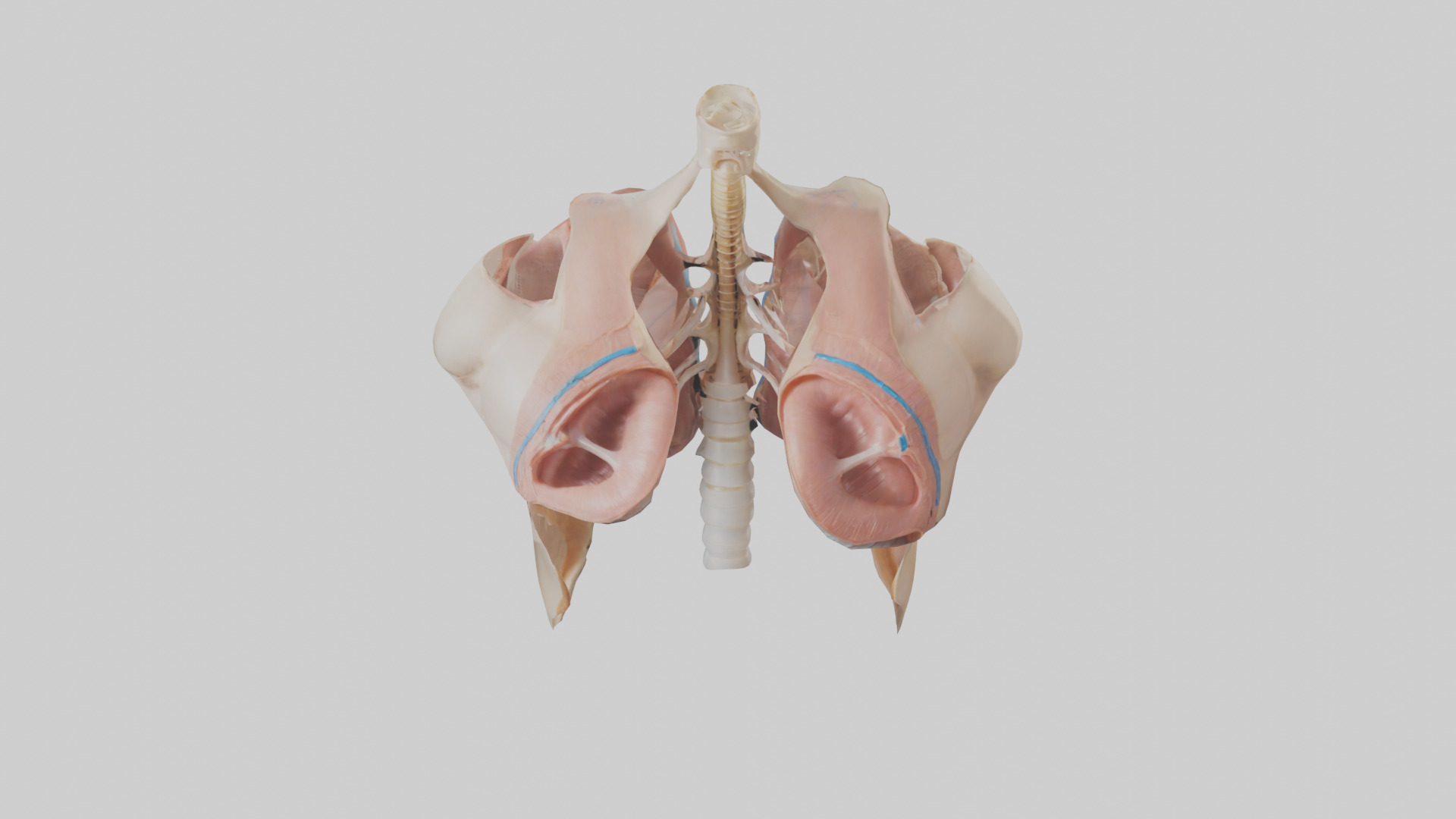 Human Diaphragm Model Low-poly 3D model_16