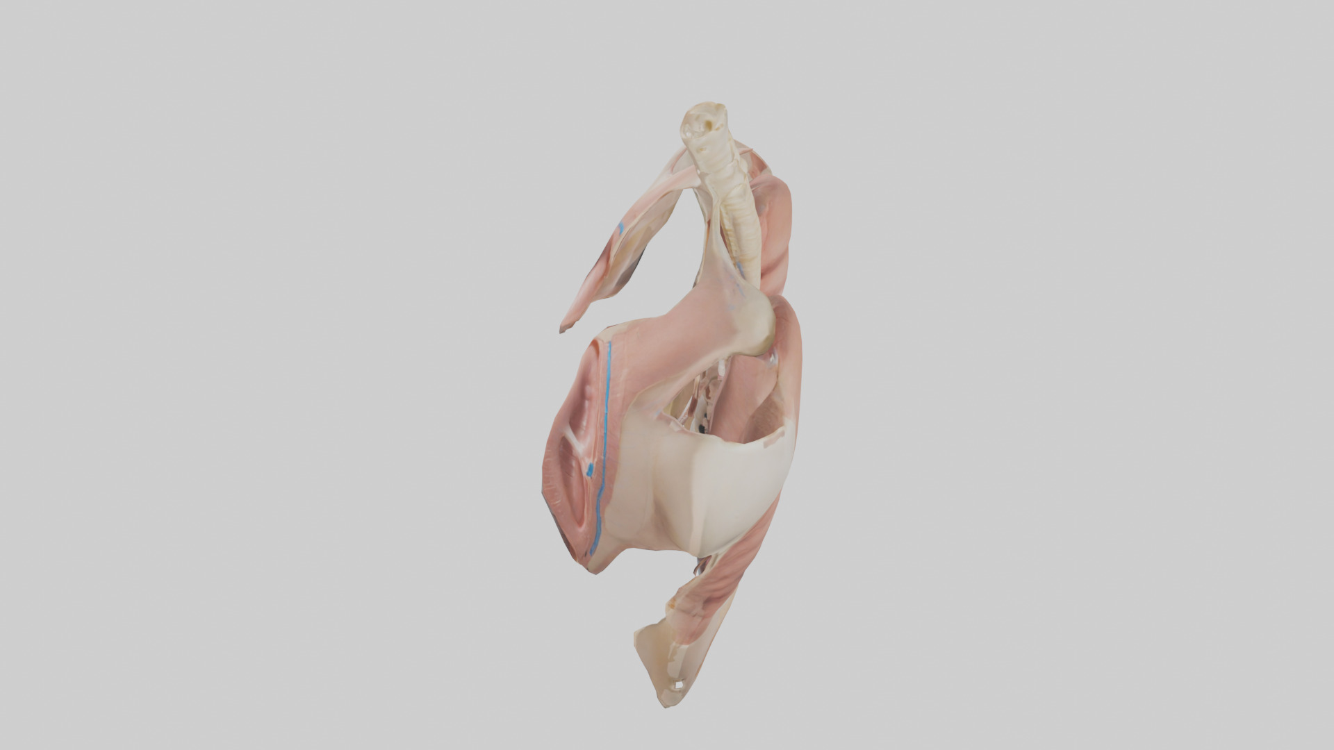 Human Diaphragm Model Low-poly 3D model_17
