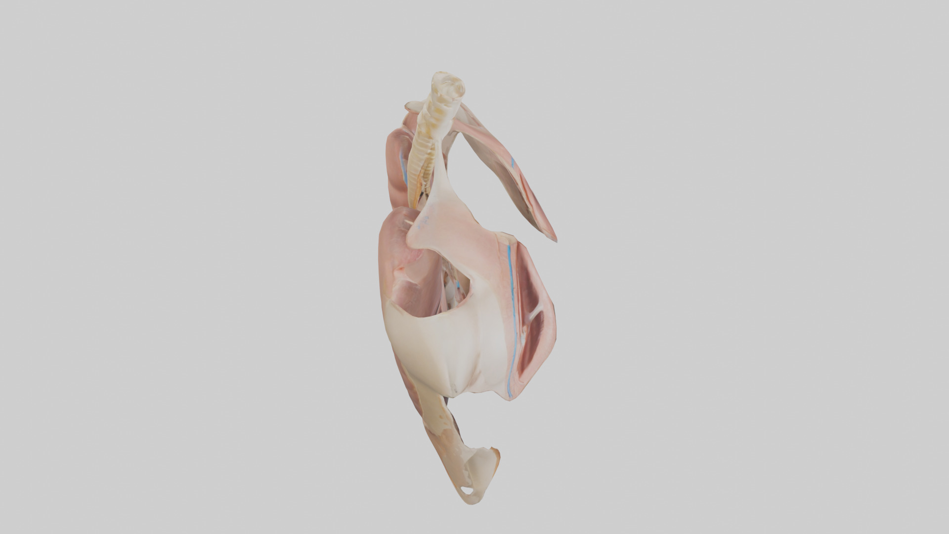 Human Diaphragm Model Low-poly 3D model_18