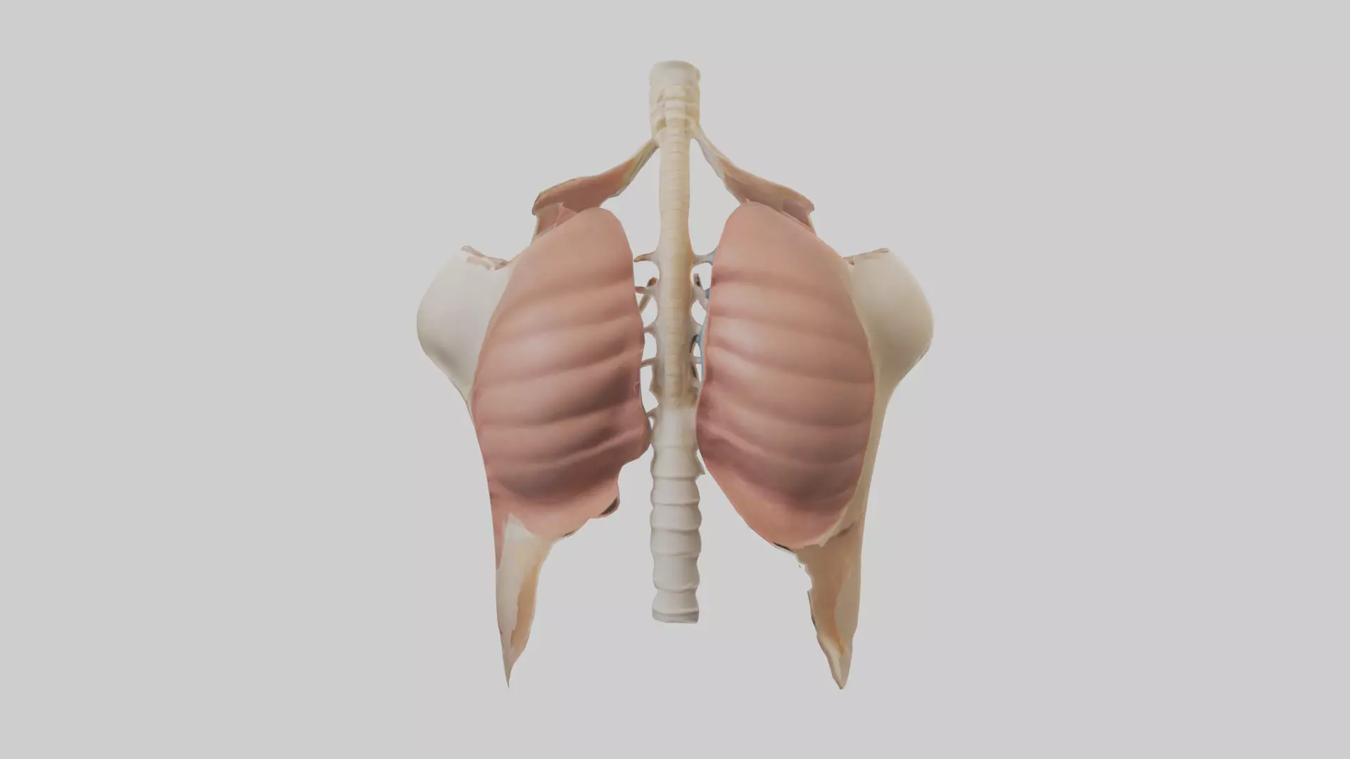 Human Diaphragm Model Low-poly 3D model_0