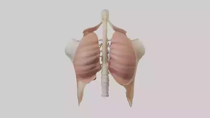Human Diaphragm Model