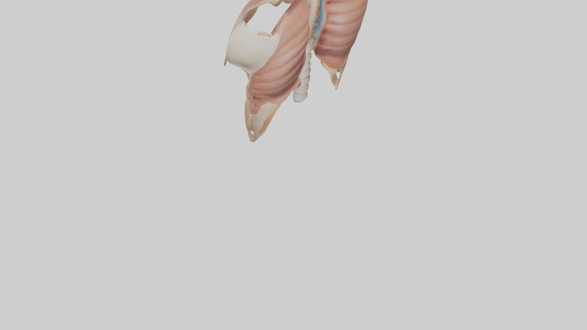 Human Diaphragm Model Low-poly 3D model_3