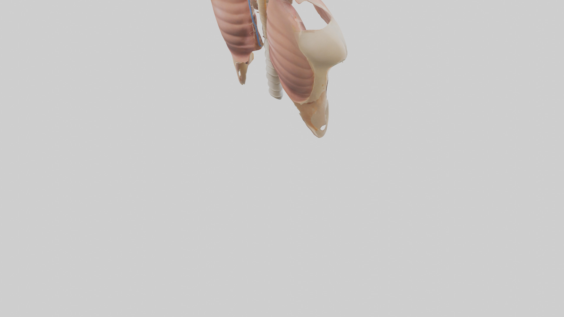 Human Diaphragm Model Low-poly 3D model_4