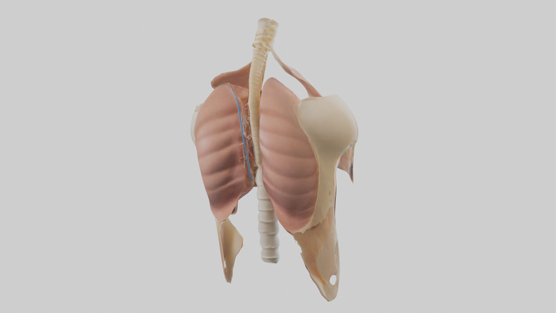 Human Diaphragm Model Low-poly 3D model_2
