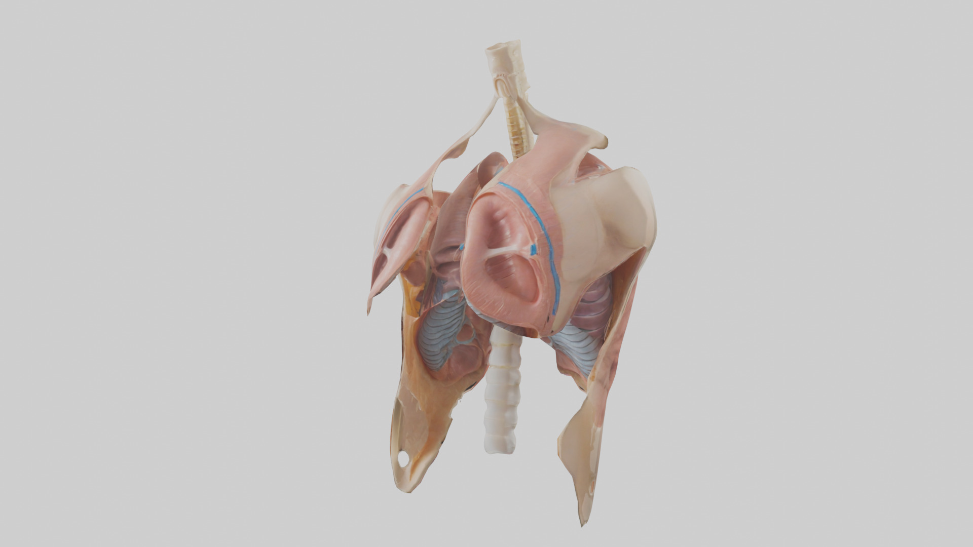Human Diaphragm Model Low-poly 3D model_10