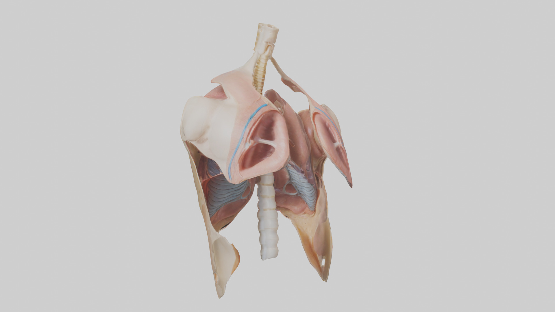 Human Diaphragm Model Low-poly 3D model_7