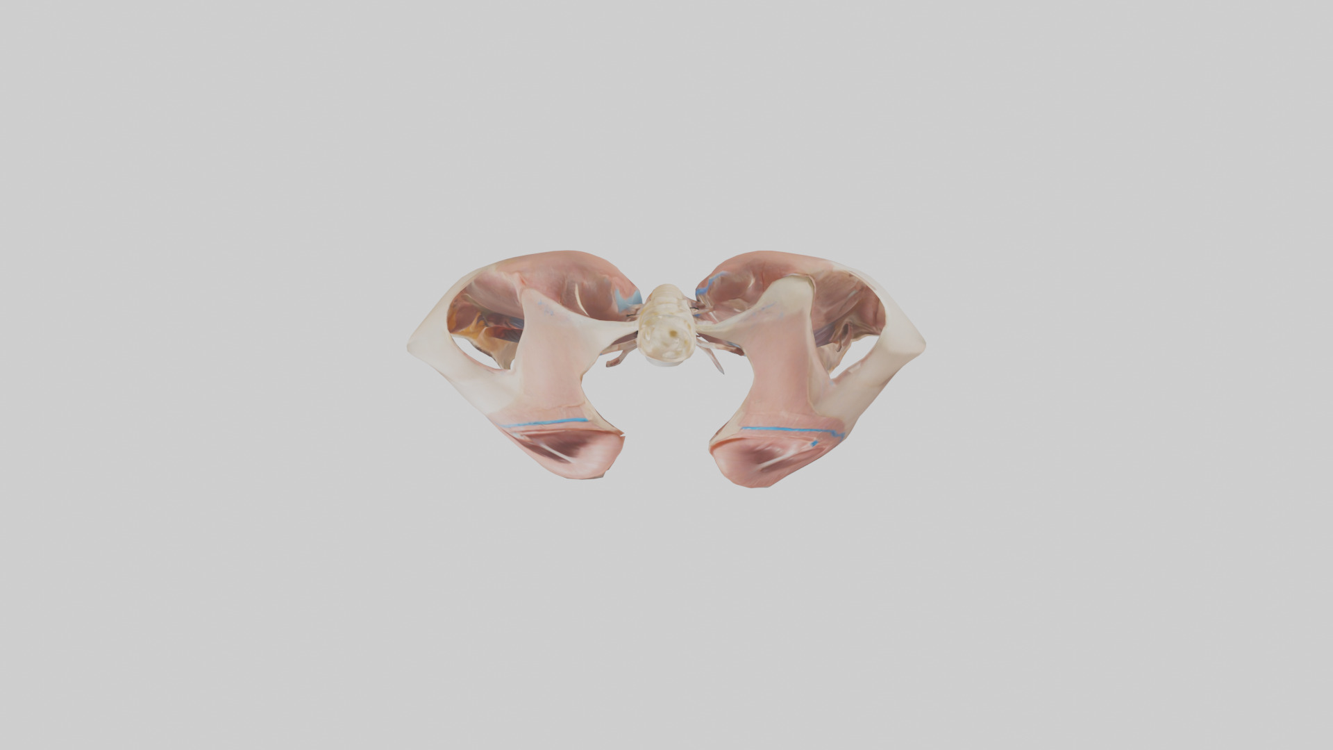 Human Diaphragm Model Low-poly 3D model_14