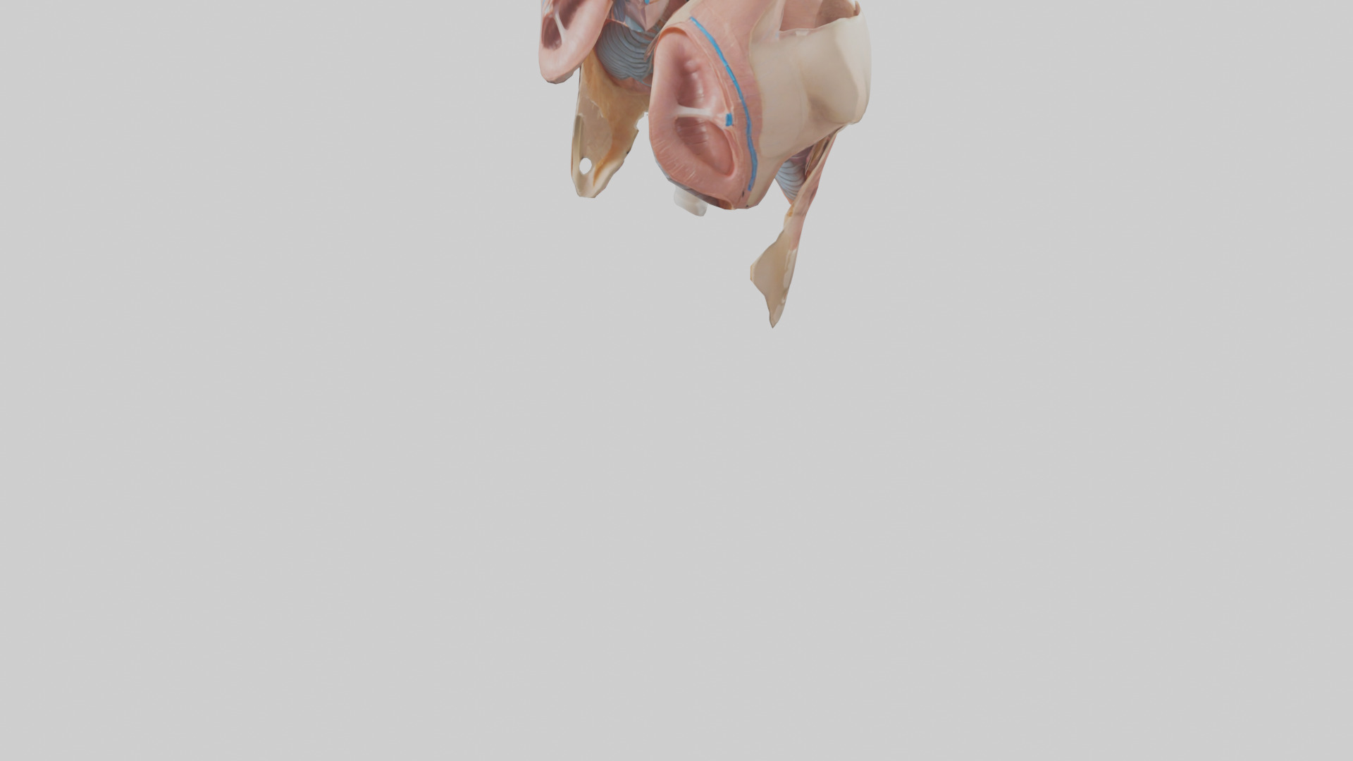 Human Diaphragm Model Low-poly 3D model_5