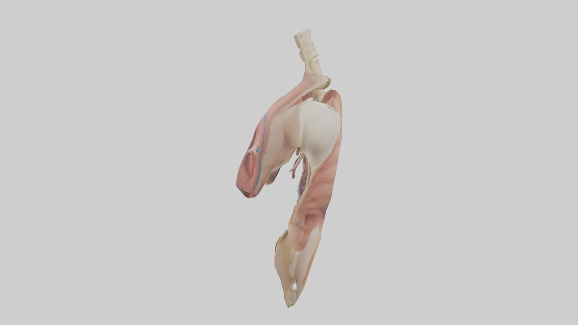 Human Diaphragm Model Low-poly 3D model_12