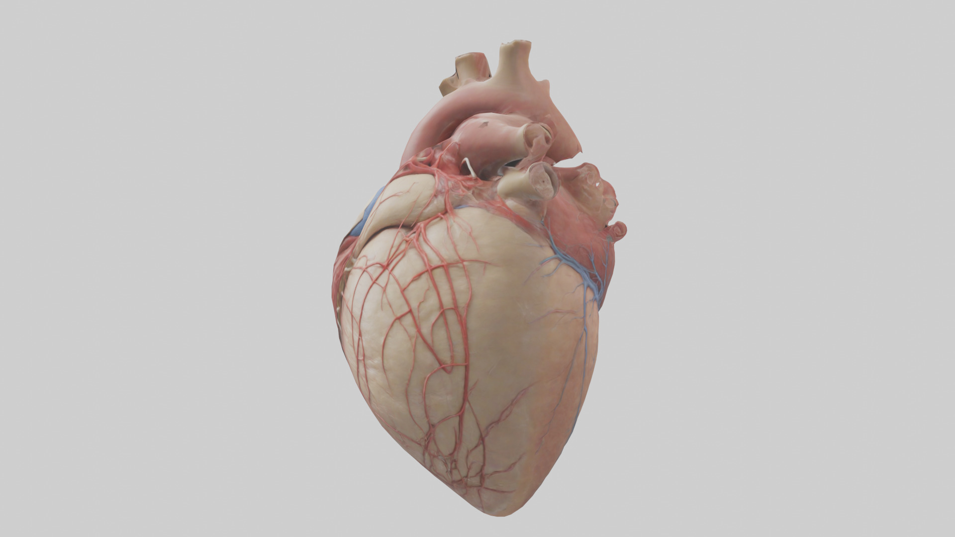 Human Epicardium Model Low-poly 3D model_10