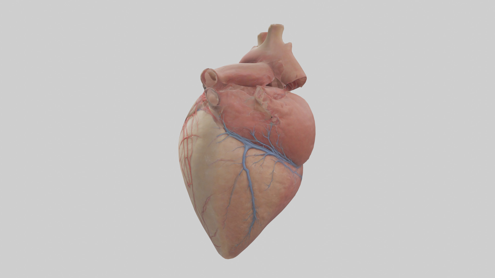 Human Epicardium Model Low-poly 3D model_12