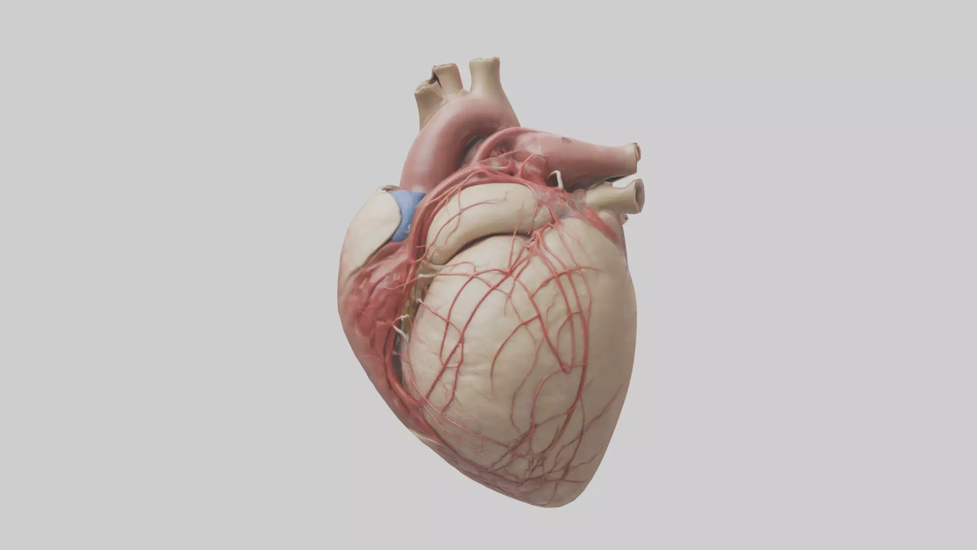 Human Epicardium Model Low-poly 3D model_0