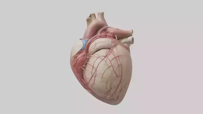 Human Epicardium Model