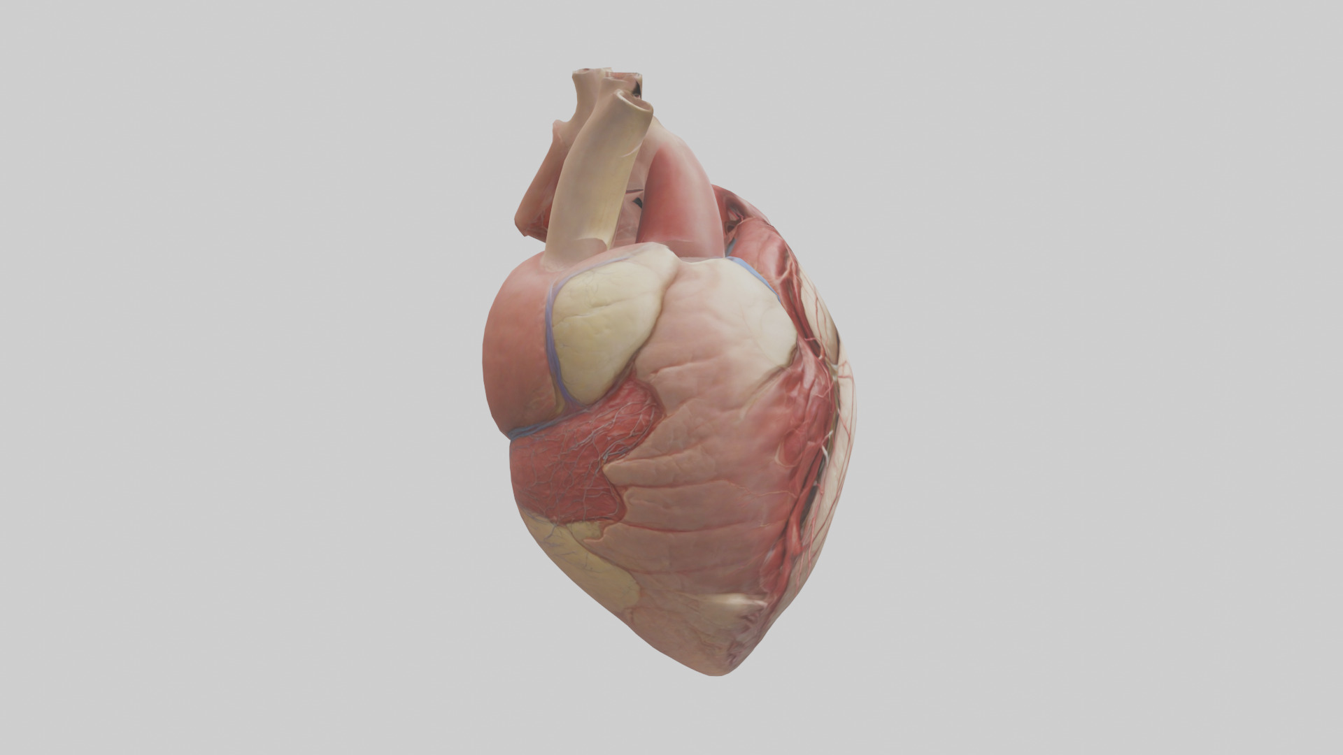 Human Epicardium Model Low-poly 3D model_13