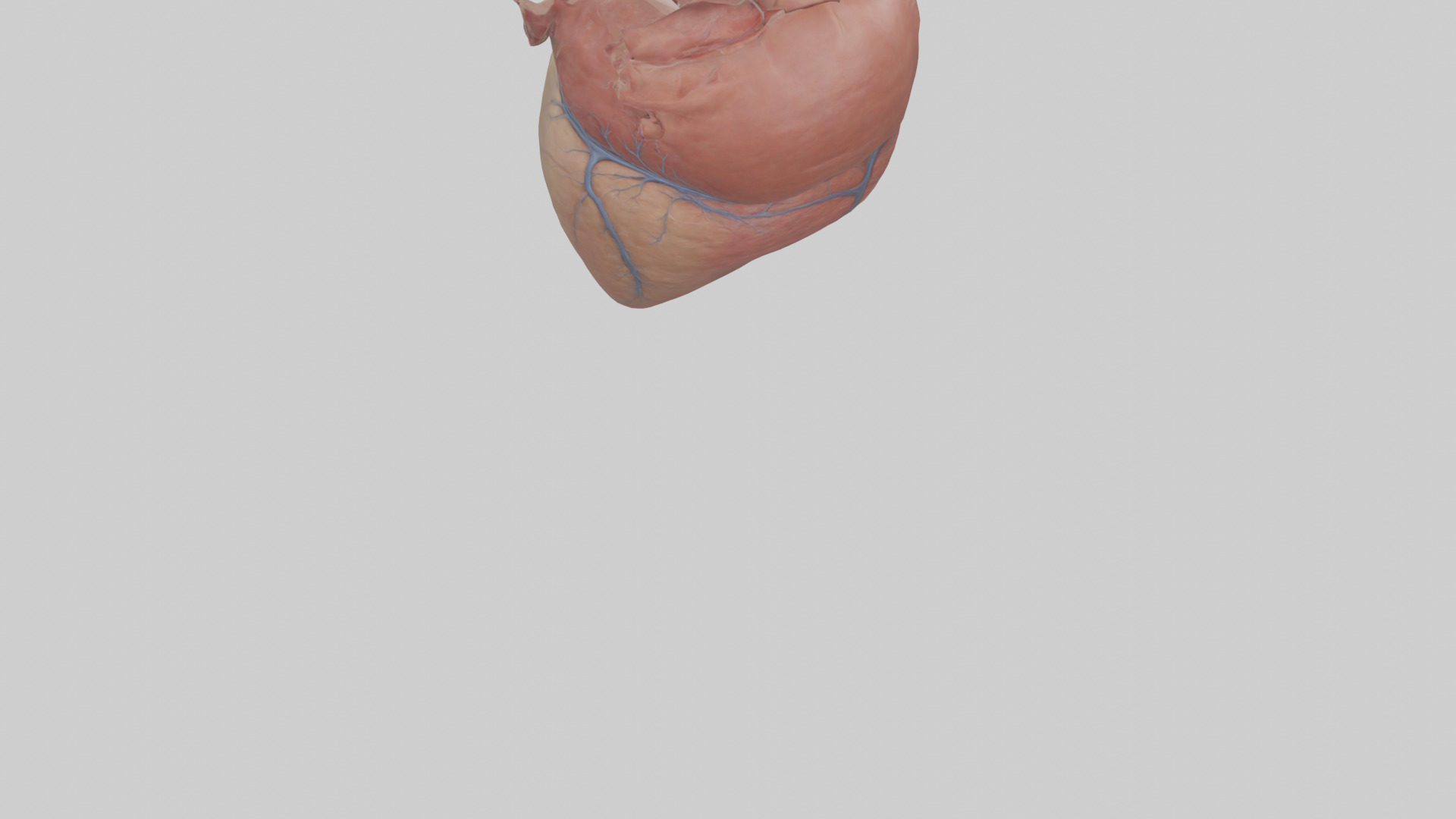 Human Epicardium Model Low-poly 3D model_5