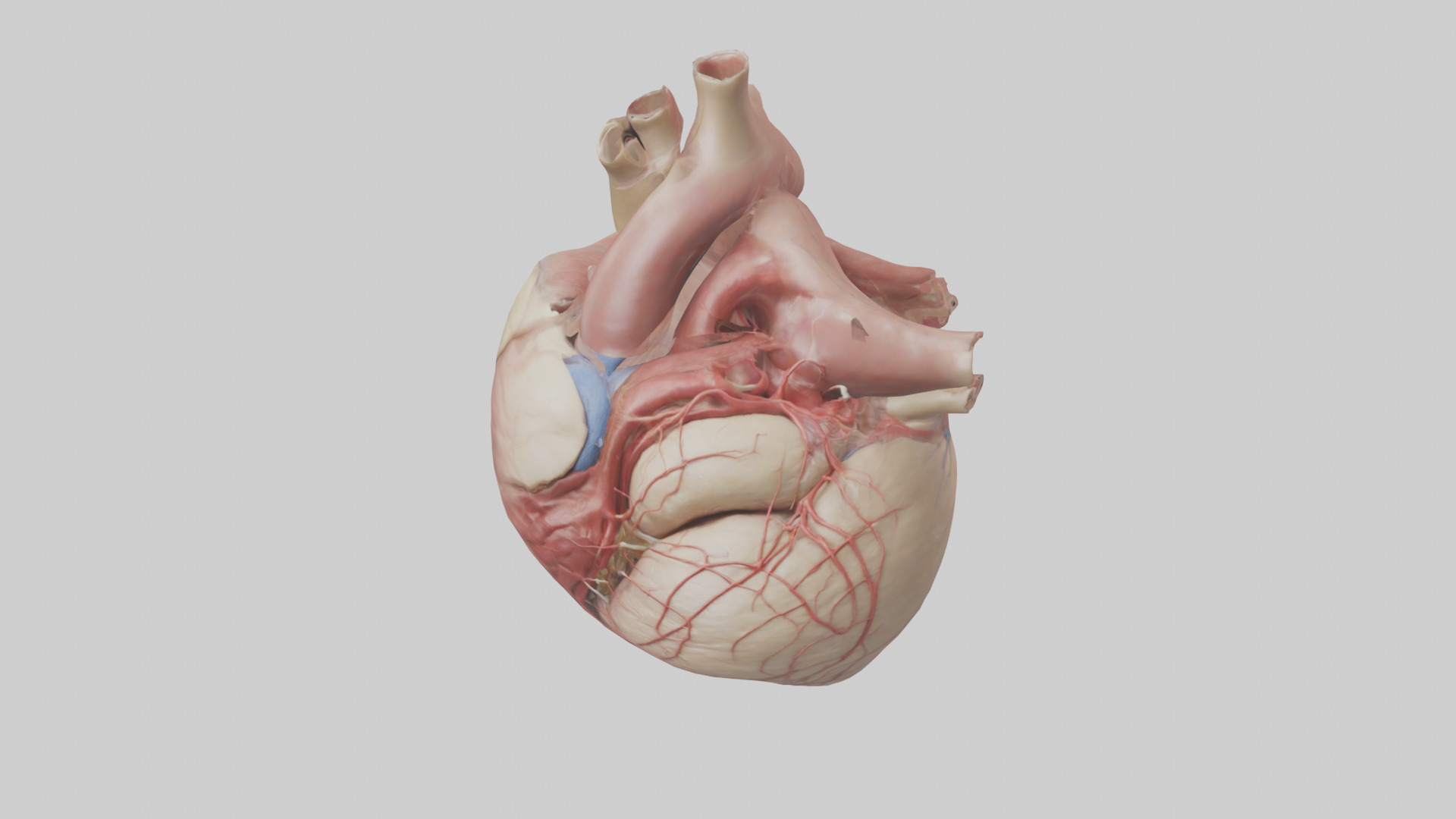 Human Epicardium Model Low-poly 3D model_16