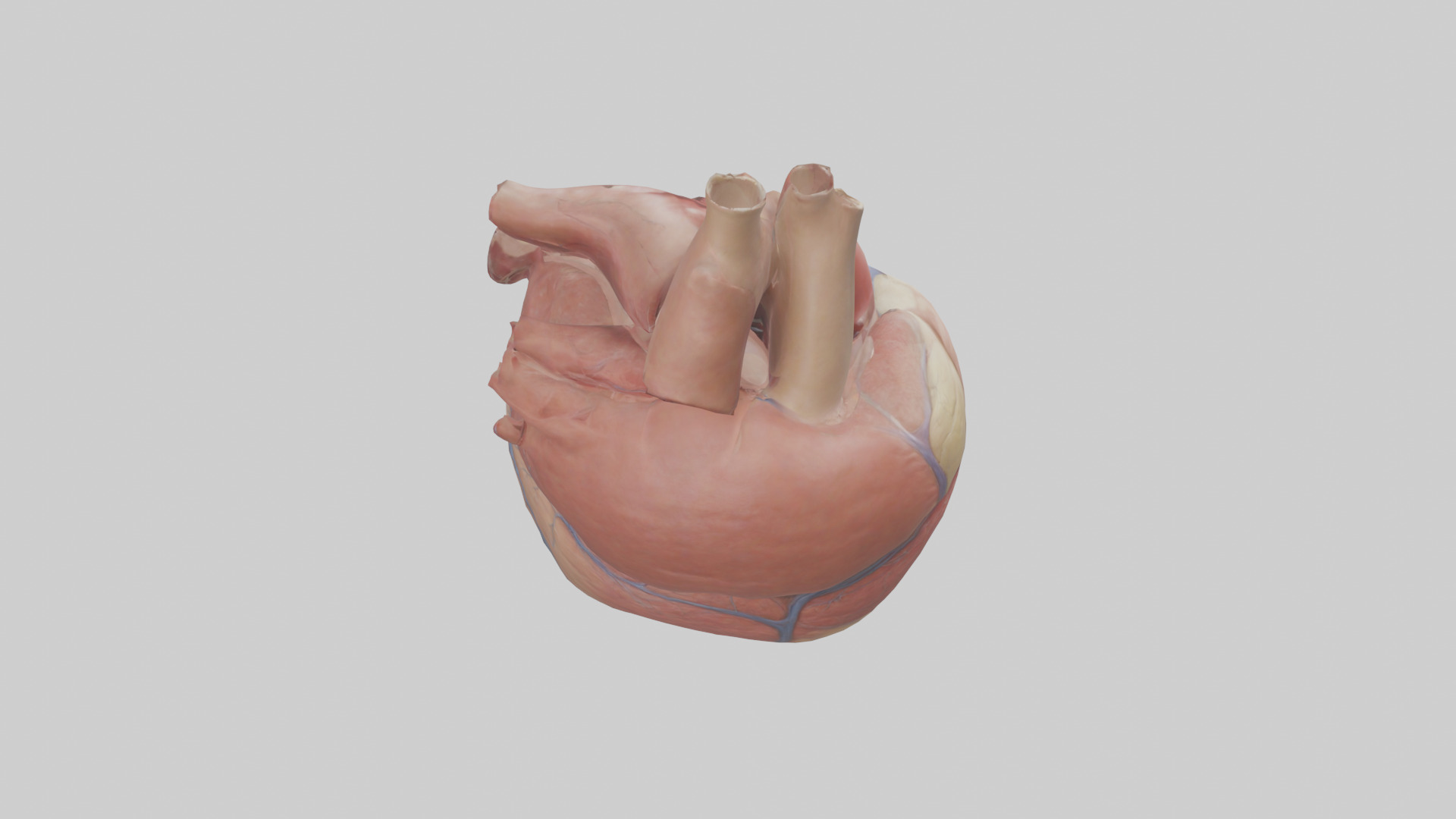 Human Epicardium Model Low-poly 3D model_15