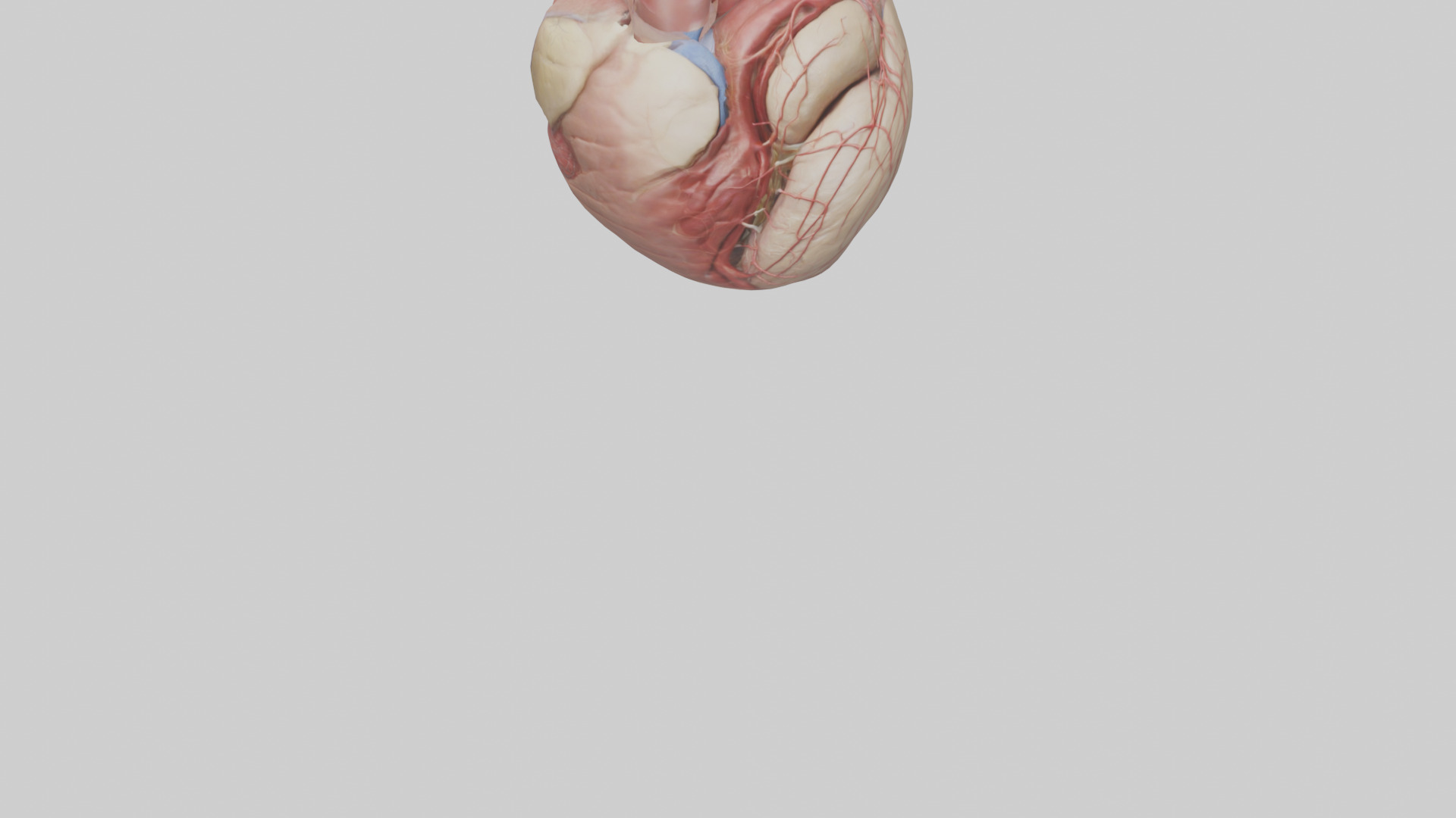 Human Epicardium Model Low-poly 3D model_8