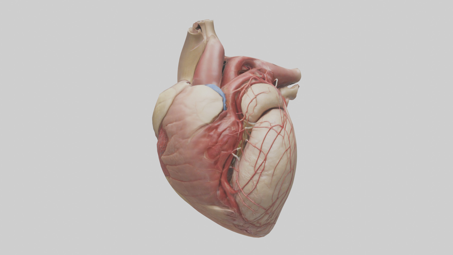 Human Epicardium Model Low-poly 3D model_11