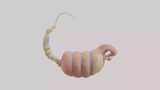 Human Epididymis Model