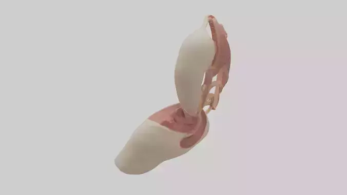Human Epiglottis Model