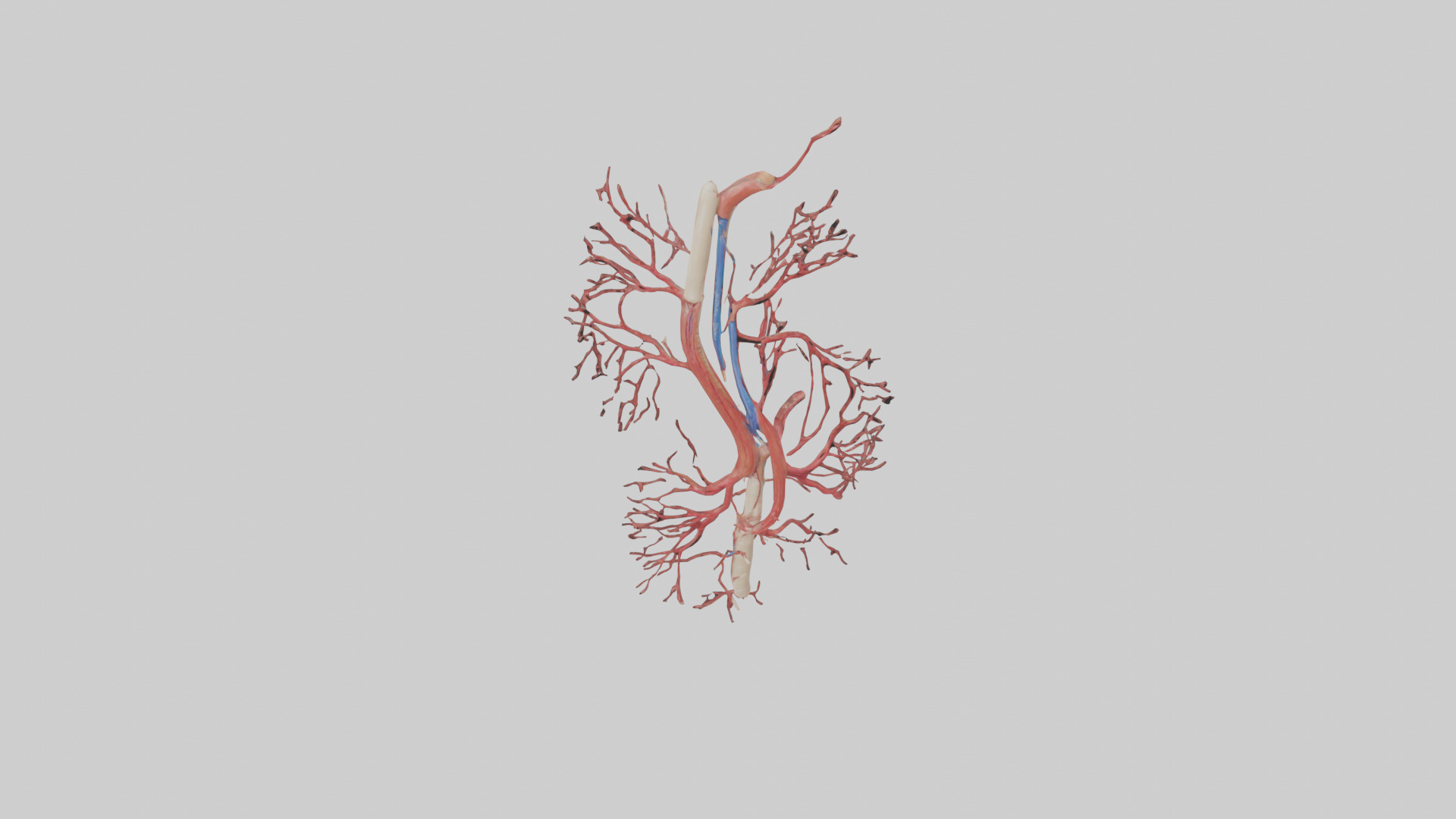 Human Femoral Artery Model Low-poly 3D model_16